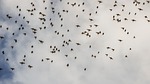 birds, flock, wildlife