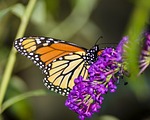 butterfly, insect, nature