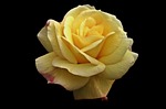 flower, rose, petal