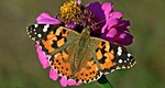 butterfly day, nature, insect