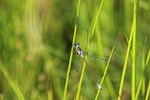 grass, nature, outdoors