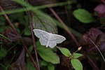 nature, plant, sheet