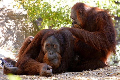 Zoogdier, Dieren In Het Wild, Aap