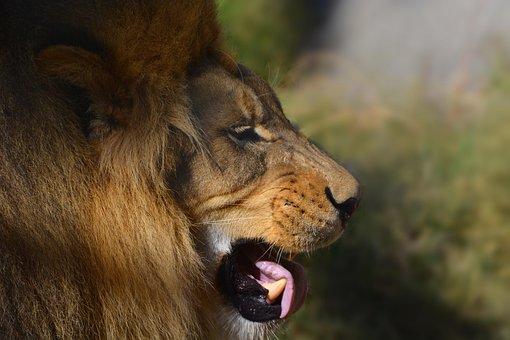 Zoogdier, Dier, Dieren In Het Wild
