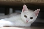 cat, cute, animal
