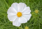 nature, summer, flora