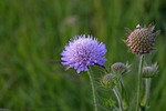 nature, flower, plant
