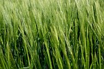 wheat, grain, crop