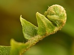 fern bud, roll, leaf