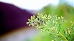 nature, leaf, flora