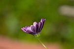 nature, flower, flora
