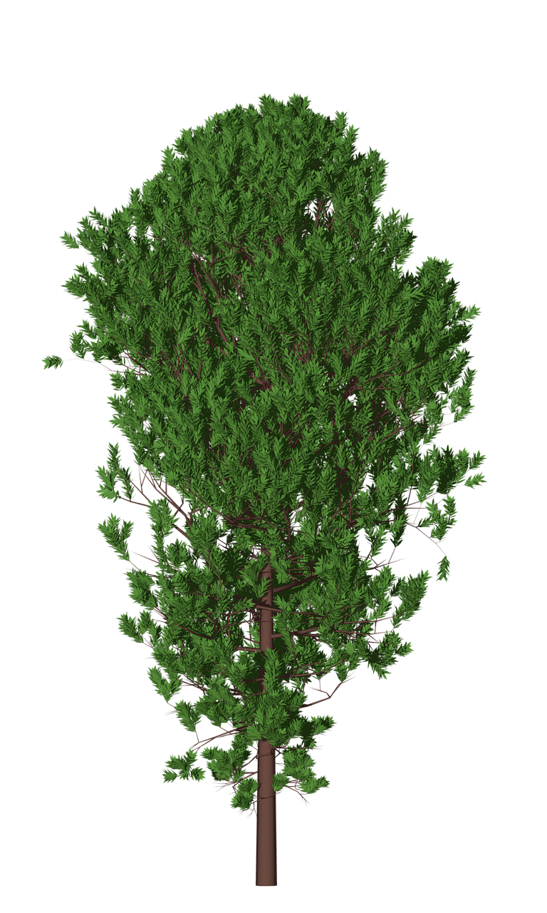 Normal Tree Image Tree Nature Forest - Free image on Pixabay