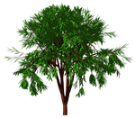 tree, nature, forest