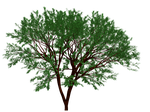 tree, nature, garden