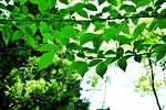 leaf, plant, nature