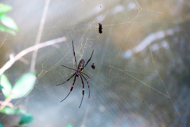 Free Spider Web photo and picture
