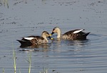 duck, bird, waterfowl