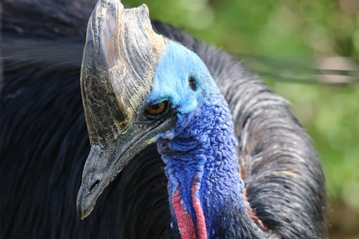 30 Gambar Kasuari Burung Gratis Pixabay