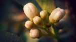 nature, flora, outdoors