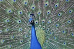 peacock, feather, bird