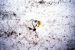 snow, rose, destructed