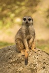 animal world, mammal, animal