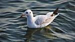 birds, wildlife, body of water