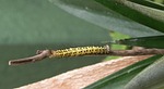 nature, wild life, insect