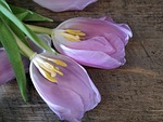 flower, tulip, pistil