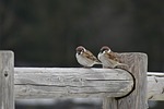 animal, wood, bird