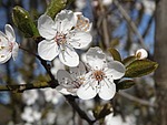 cherry blossoms, close, flowers