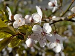 cherry blossoms, flowers, spring