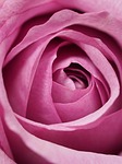 affection, rose, darling