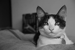 cat, portrait, cute