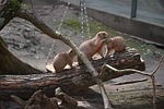 nature, wood, animal world