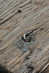 wood, desktop, old