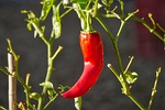 food, vegetables, grow