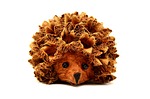 hedgehog, nature, animal