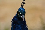 bird, feather, animal world