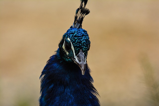 Free Bird Feather photo and picture