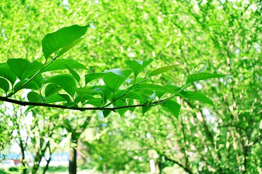 Free Green Leaves Nature photo and picture