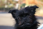 animal, cute, portrait