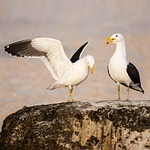 kelp gulls in love, kelp gull, cape gull