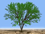 nature, tree, landscape