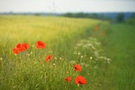 poppy, field, meadow