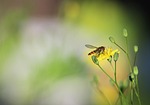 insect, nature, bee