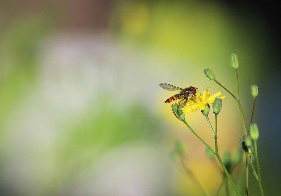 昆虫 自然 蜜蜂 - Pixabay上的免费照片 - Pixabay