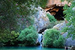 water, nature, tree