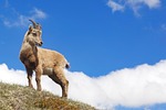 nature, outdoors, mammal