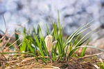 nature, grass, plant